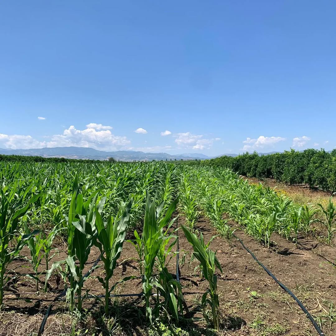 Sahada kurulu sulama hattı